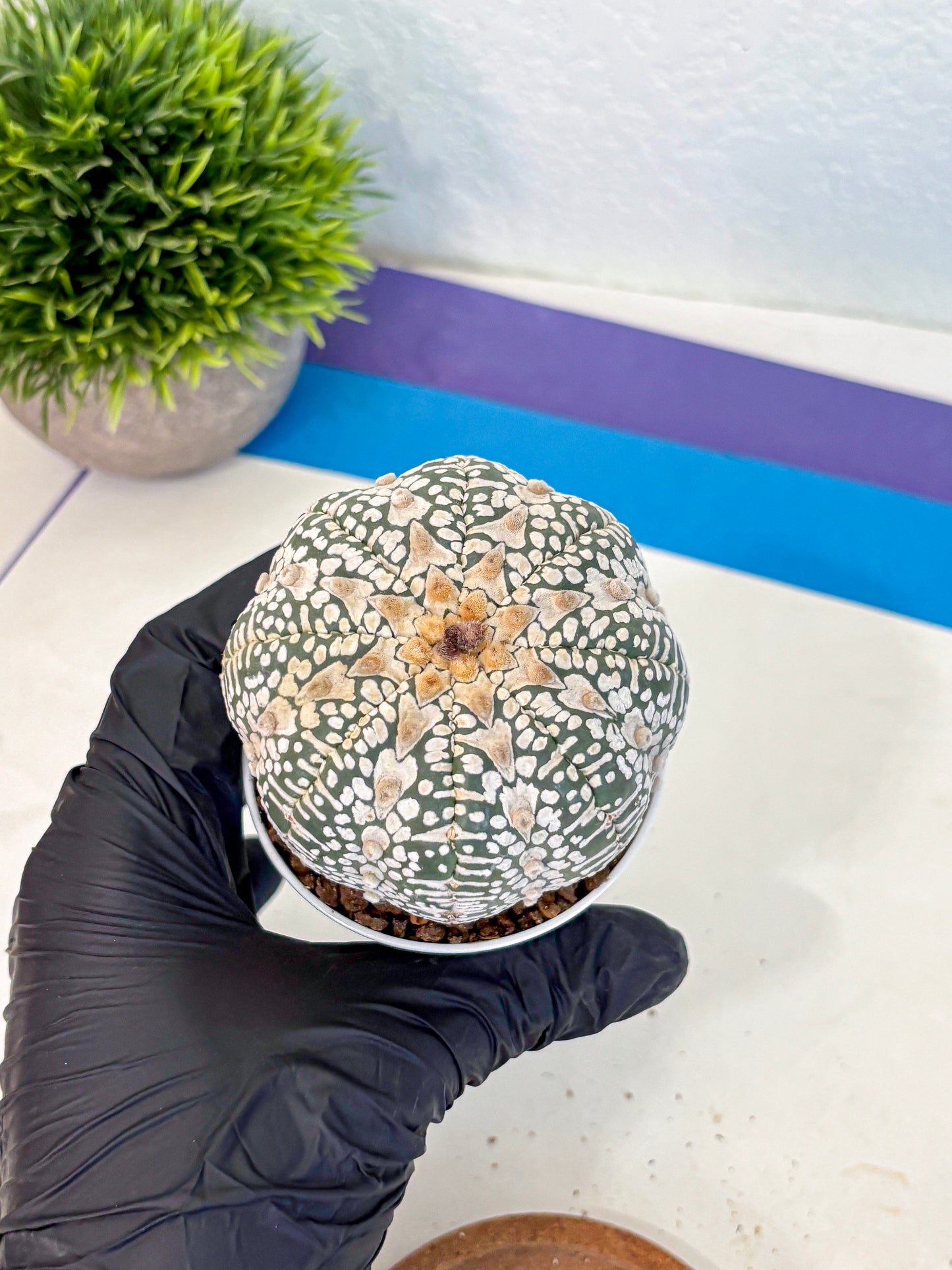 Astrophytum V Type (at4) (17) | Star Cactus