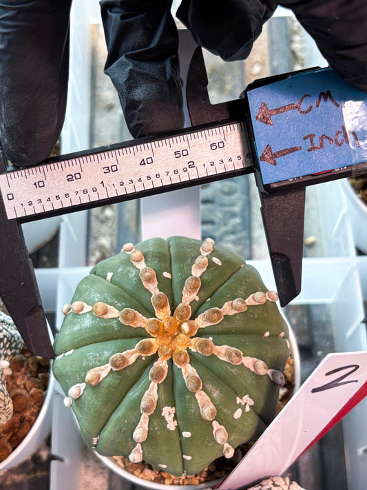 Astrophytum V-Type Nutum (T9) (r3) | Las Vegas Plant Shop