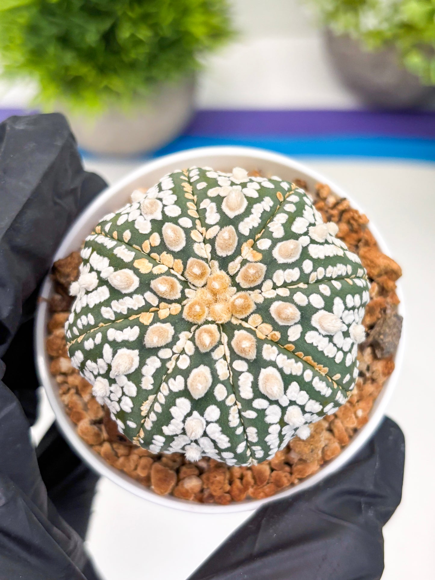 Astrophytum Super Kabuto (t12) (r4) | 3" Pot