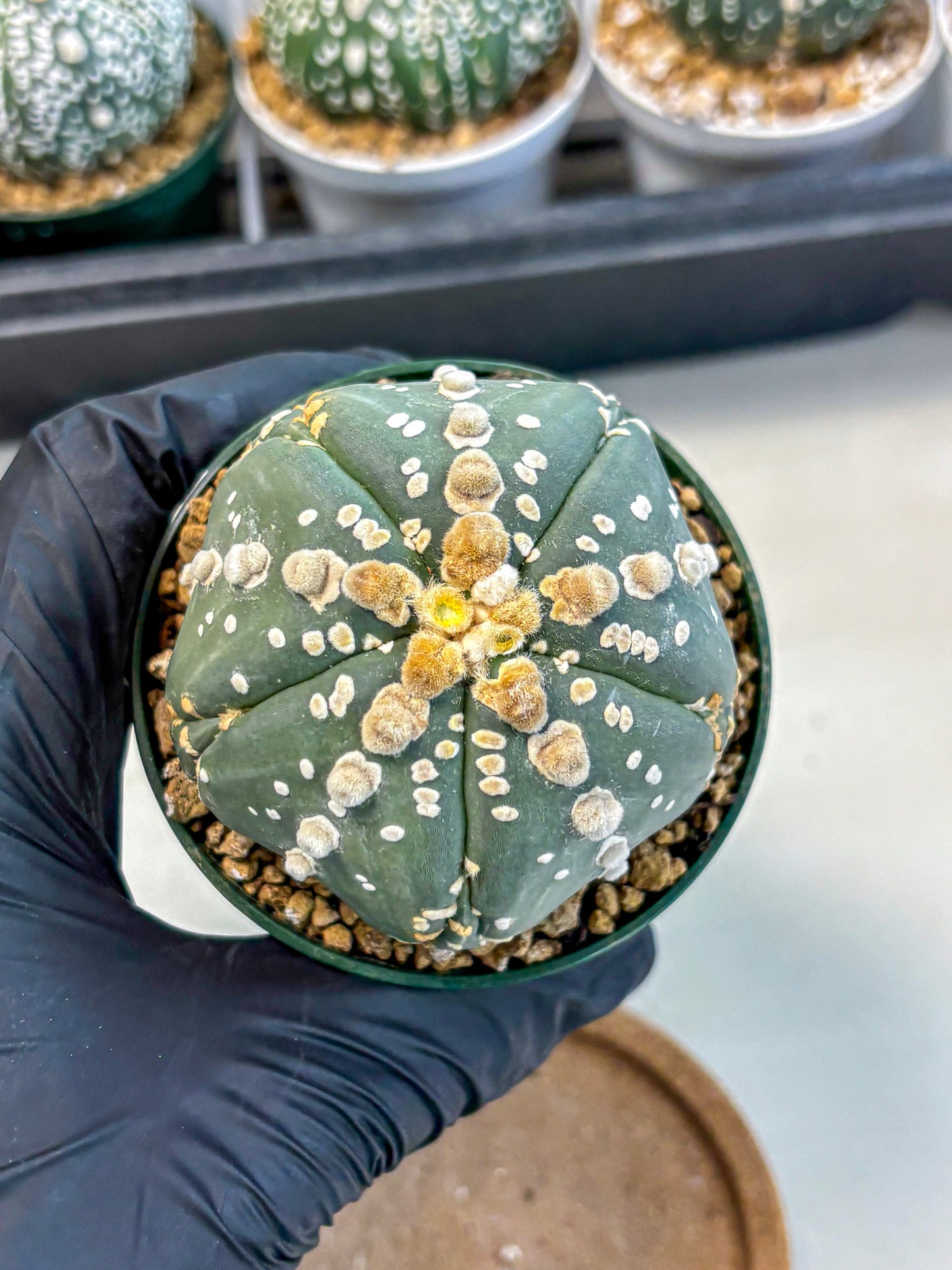 Astrophytum 5-Ribs (at7) (r4) | Living Rocks