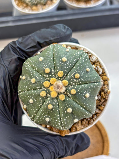 Astrophytum Super Kabuto (at1) (17) | Collection Plant | Rare Cactus