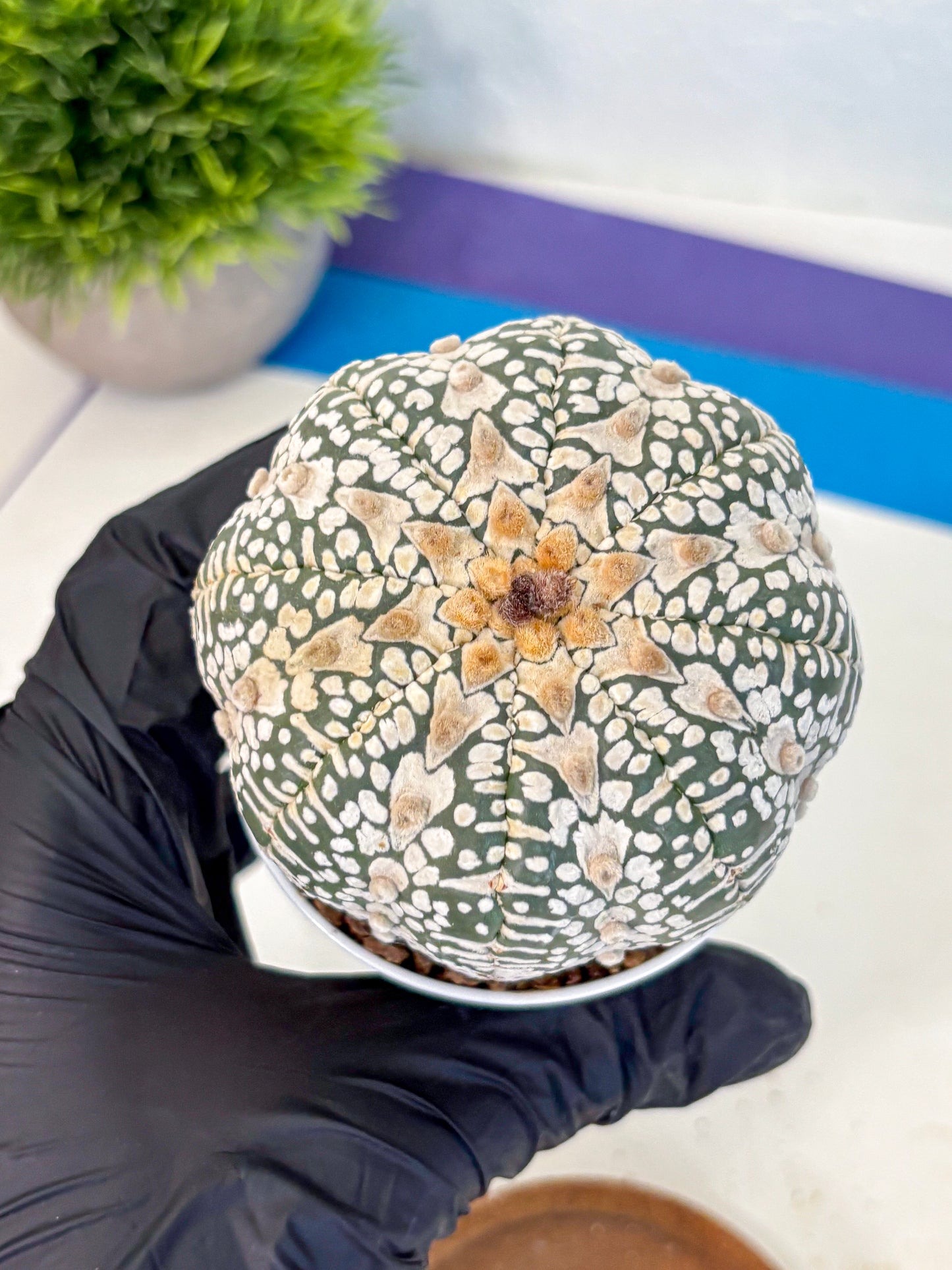 Astrophytum V Type (at4) (17) | Star Cactus