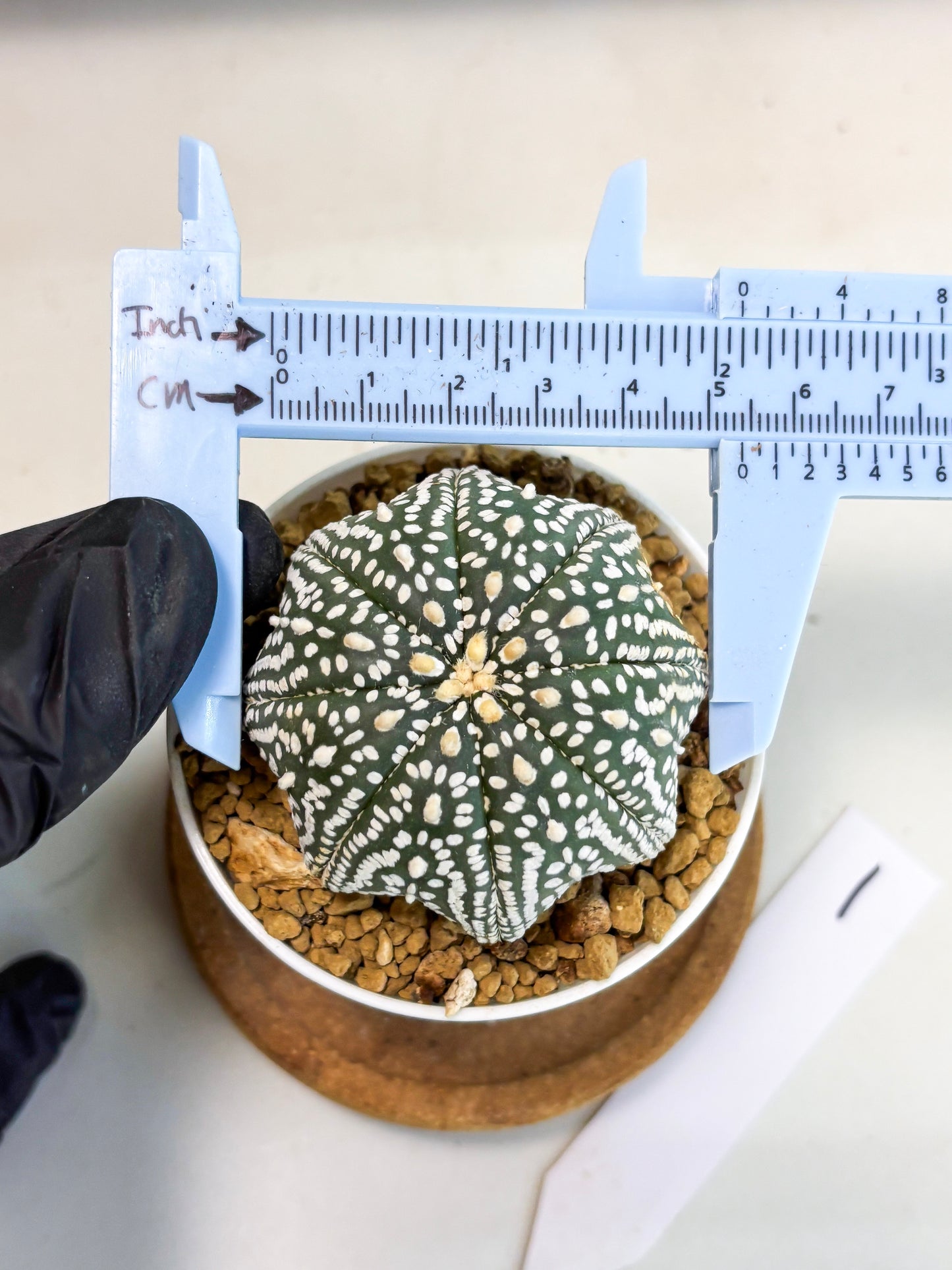 Astrophytum Star Shape (at3) (g1) | Very Rare Cactus