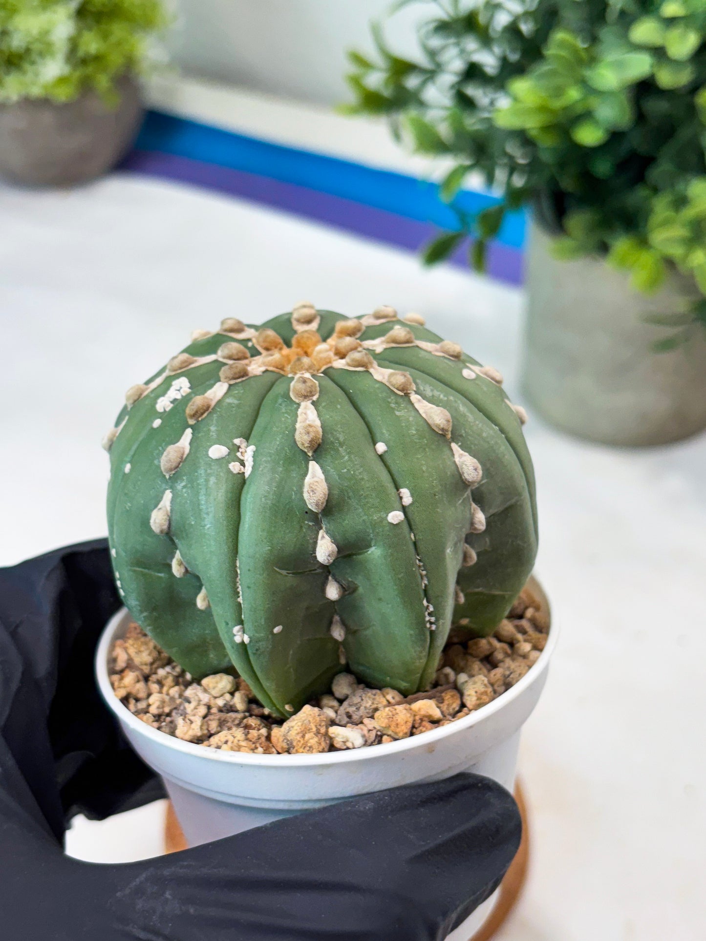Astrophytum V-Type Nutum (T9) (r3) | Las Vegas Plant Shop