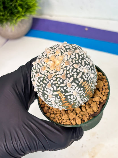Astrophytum V-Type (at6) (b1) | Rare Star Cactus