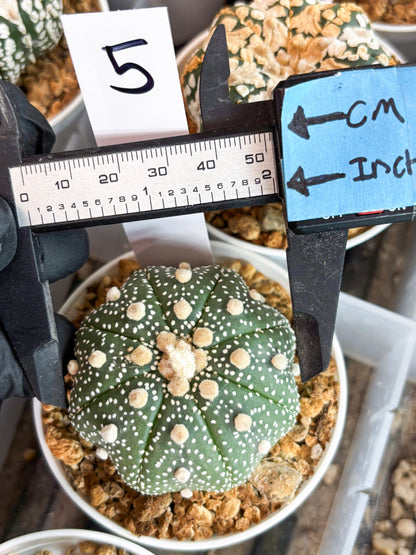 Astrophytum Super Kabuto (t12) (r5) | 3" Pot