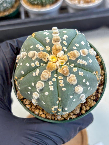 Astrophytum 5-Ribs (at7) (r4) | Living Rocks