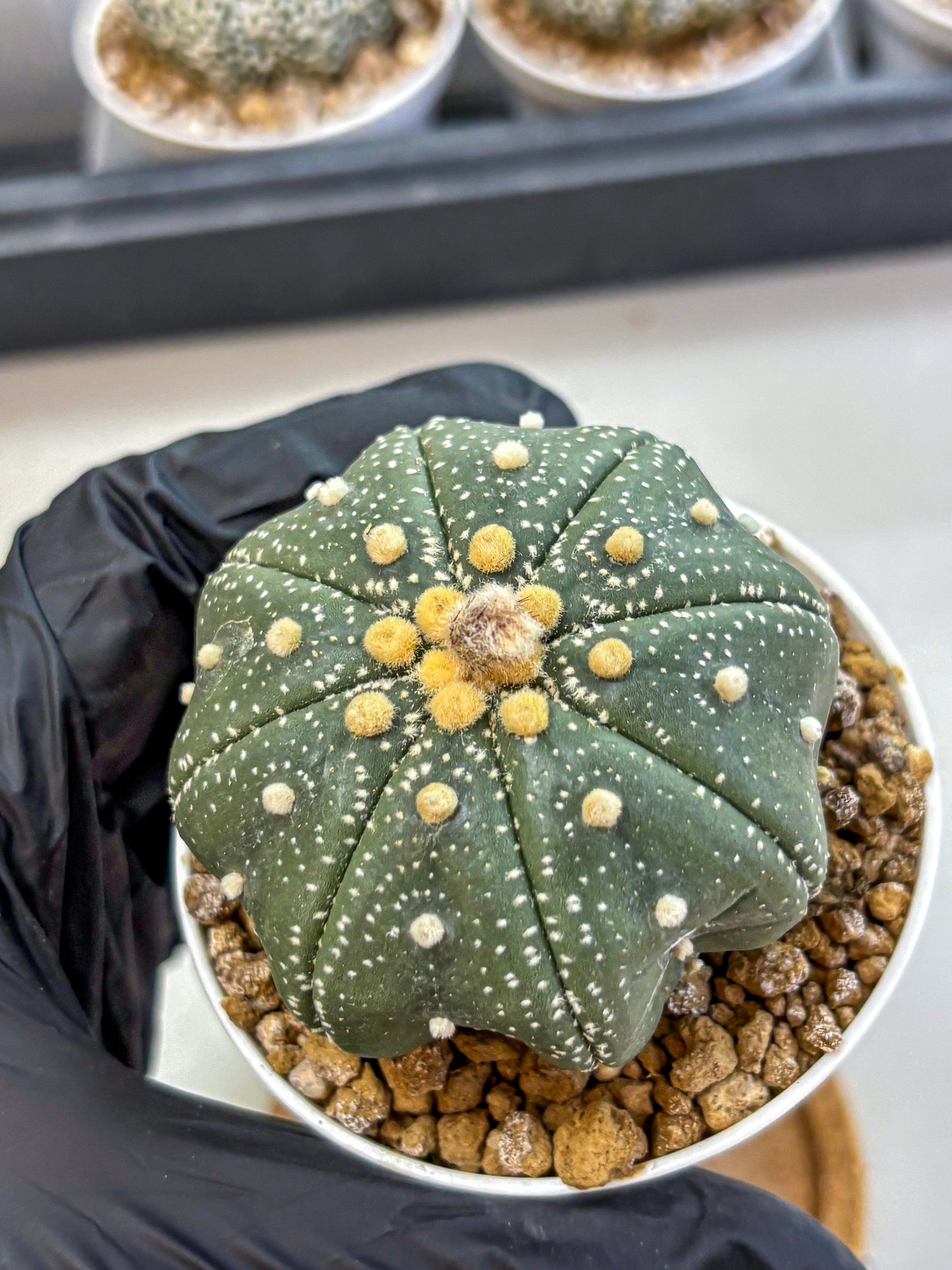 Astrophytum Super Kabuto (at1) (17) | Collection Plant | Rare Cactus