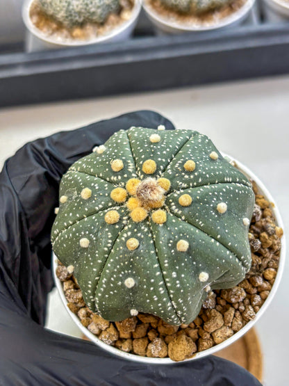 Astrophytum Super Kabuto (at1) (17) | Collection Plant | Rare Cactus