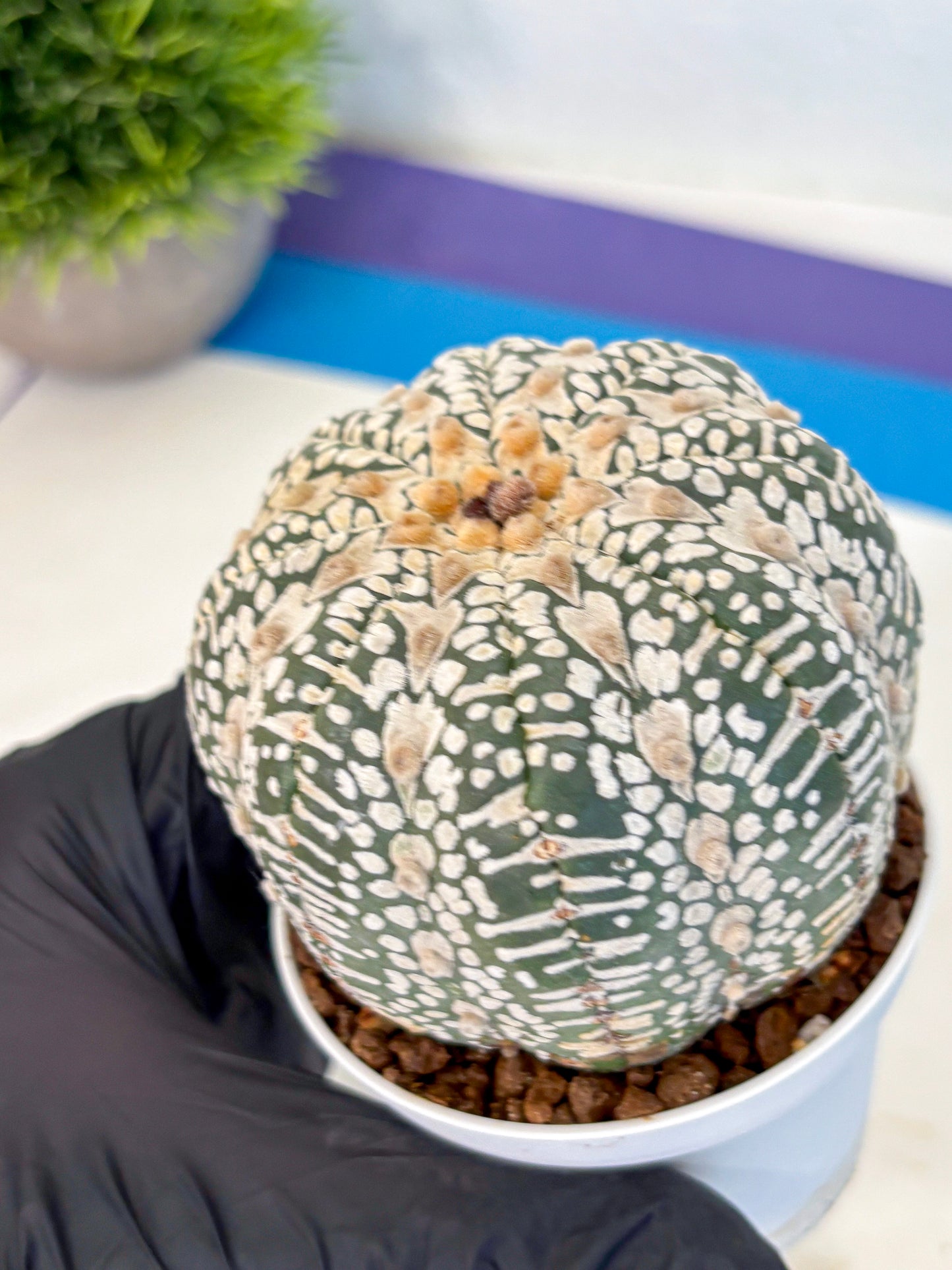 Astrophytum V Type (at4) (17) | Star Cactus
