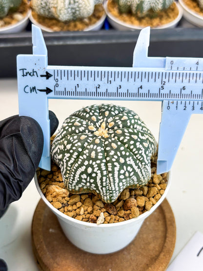 Astrophytum Star Shape (at3) (g1) | Very Rare Cactus