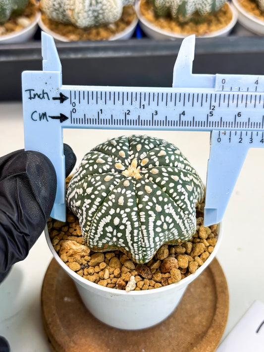 Astrophytum Star Shape (at3) (g1) | Very Rare Cactus