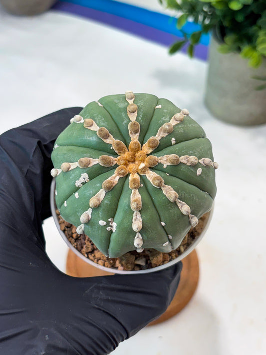 Astrophytum V-Type Nutum (T9) (r3) | Las Vegas Plant Shop