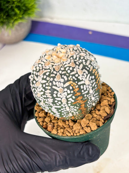 Astrophytum V-Type (at6) (b1) | Rare Star Cactus