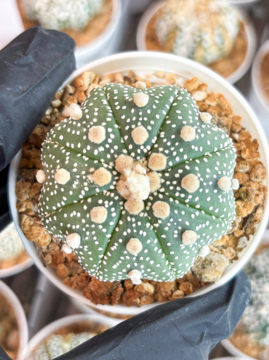 Astrophytum Super Kabuto (t12) (r5) | 3" Pot