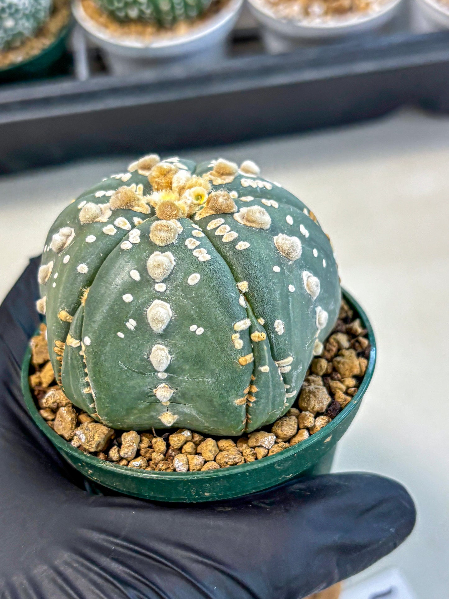 Astrophytum 5-Ribs (at7) (r4) | Living Rocks