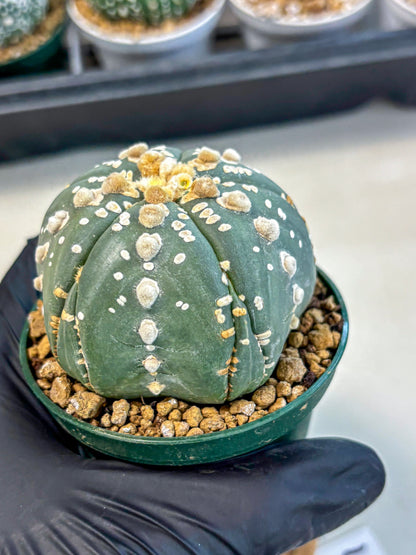 Astrophytum 5-Ribs (at7) (r4) | Living Rocks