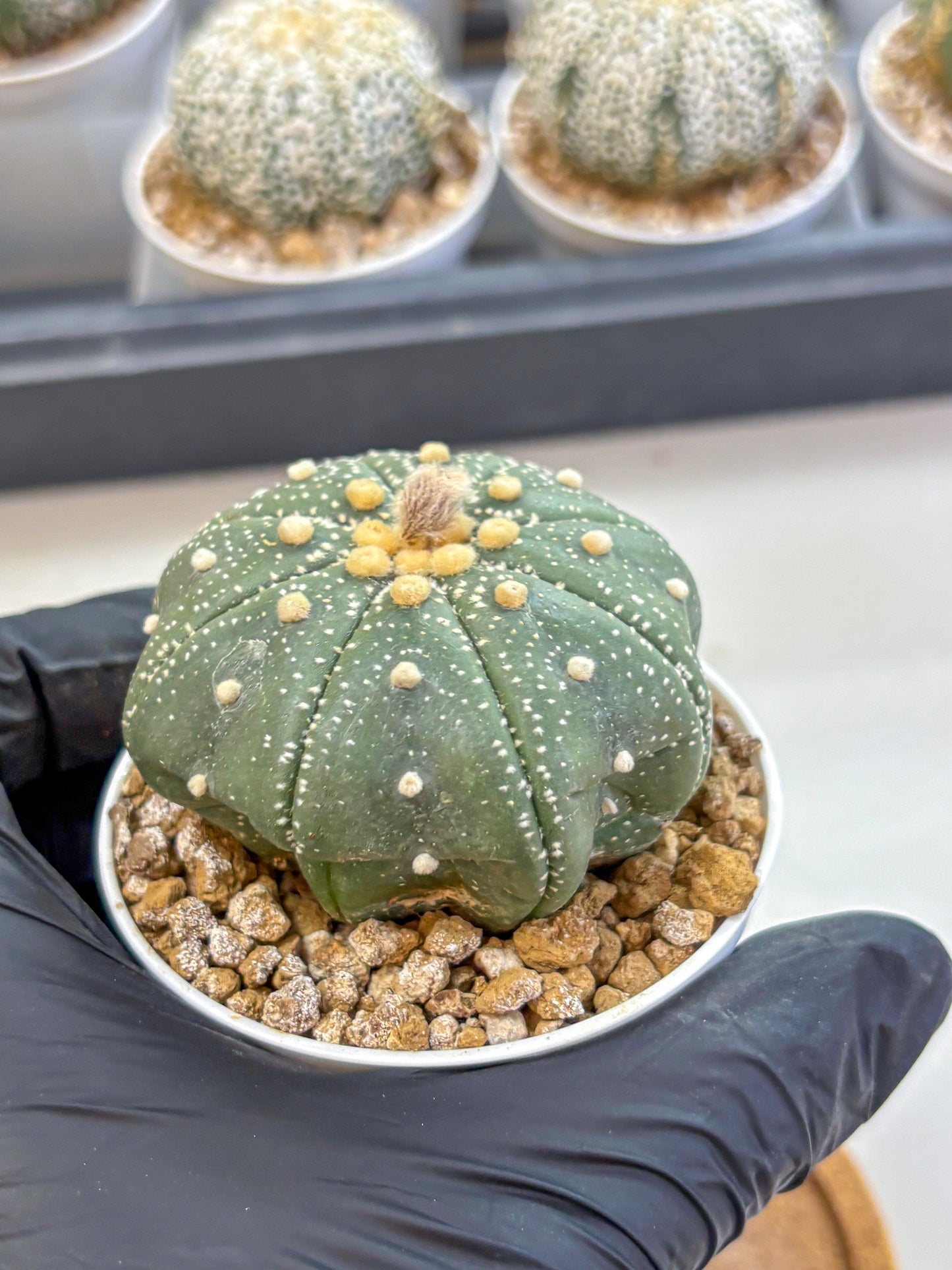 Astrophytum Super Kabuto (at1) (17) | Collection Plant | Rare Cactus