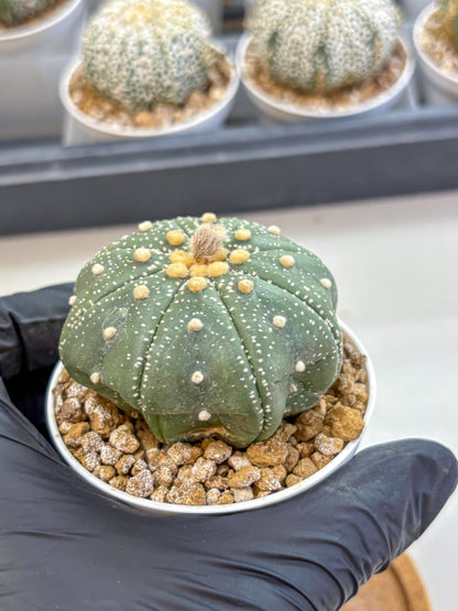 Astrophytum Super Kabuto (at1) (17) | Collection Plant | Rare Cactus