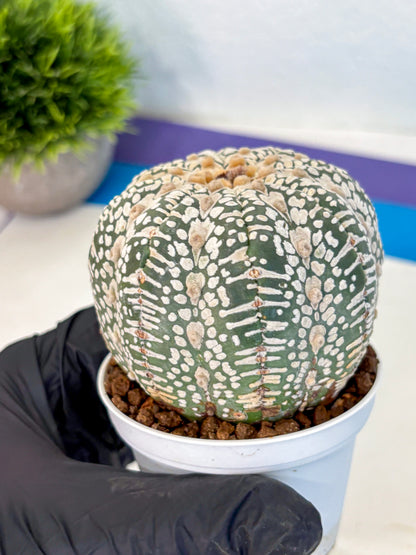 Astrophytum V Type (at4) (17) | Star Cactus