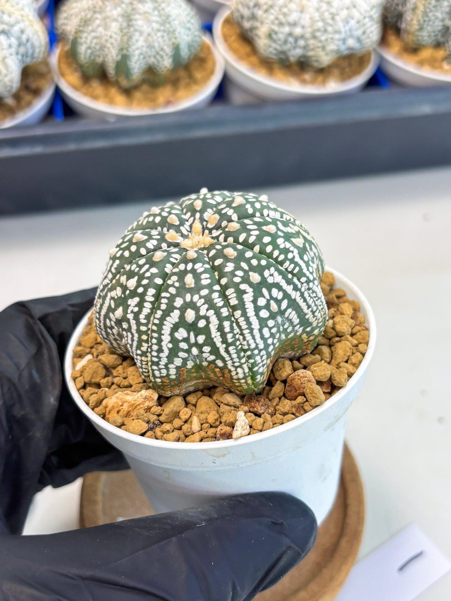 Astrophytum Star Shape (at3) (g1) | Very Rare Cactus