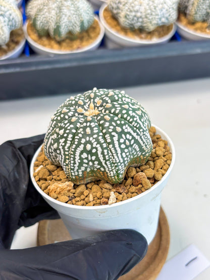 Astrophytum Star Shape (at3) (g1) | Very Rare Cactus