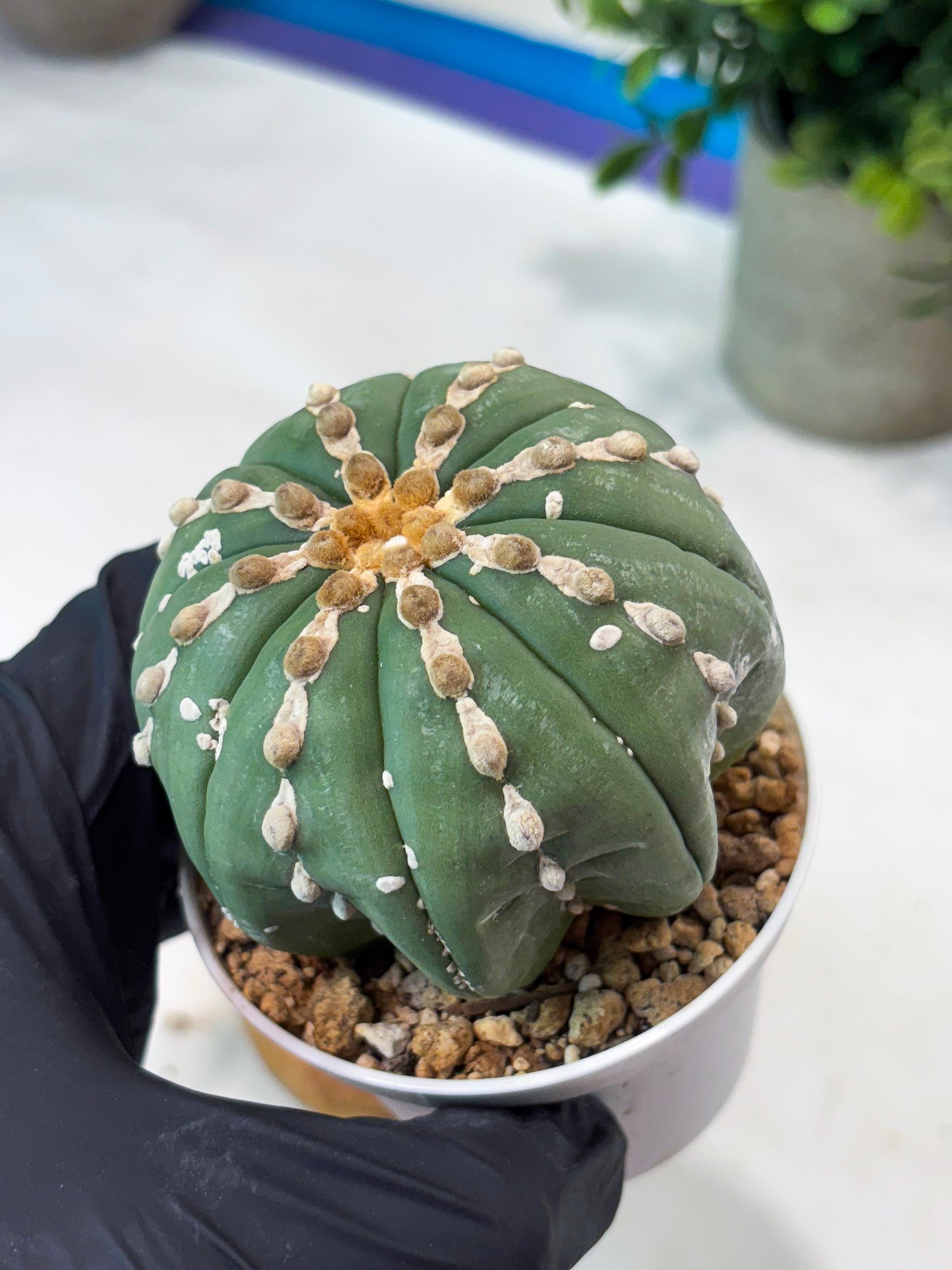 Astrophytum V-Type Nutum (T9) (r3) | Las Vegas Plant Shop