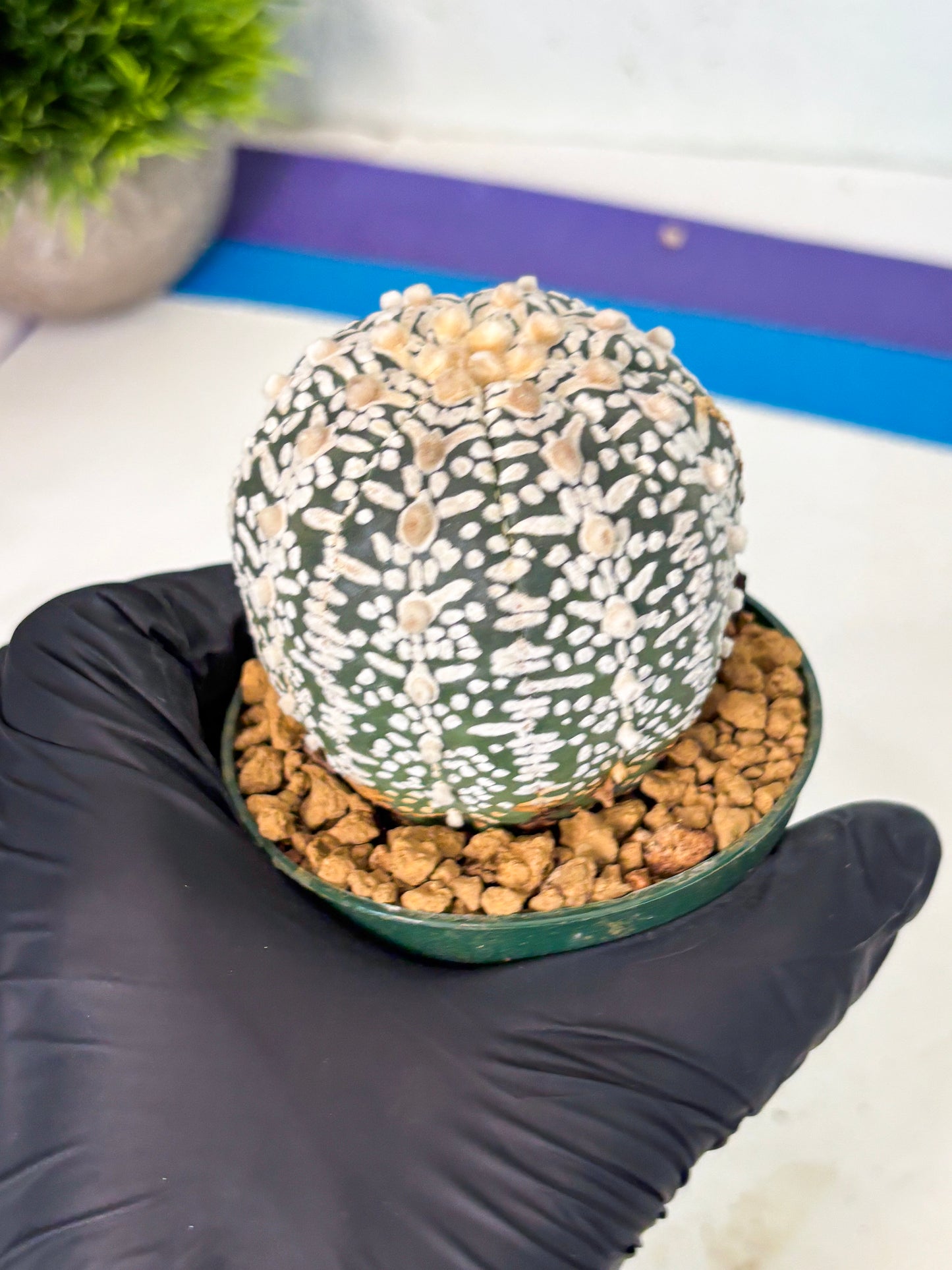 Astrophytum V-Type (at6) (b1) | Rare Star Cactus