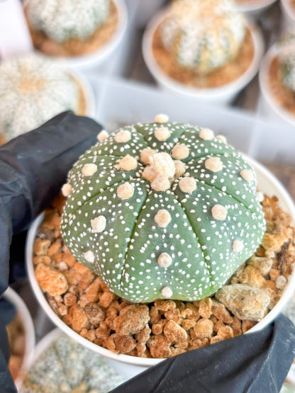 Astrophytum Super Kabuto (t12) (r5) | 3" Pot