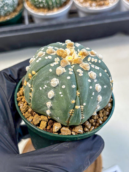 Astrophytum 5-Ribs (at7) (r4) | Living Rocks