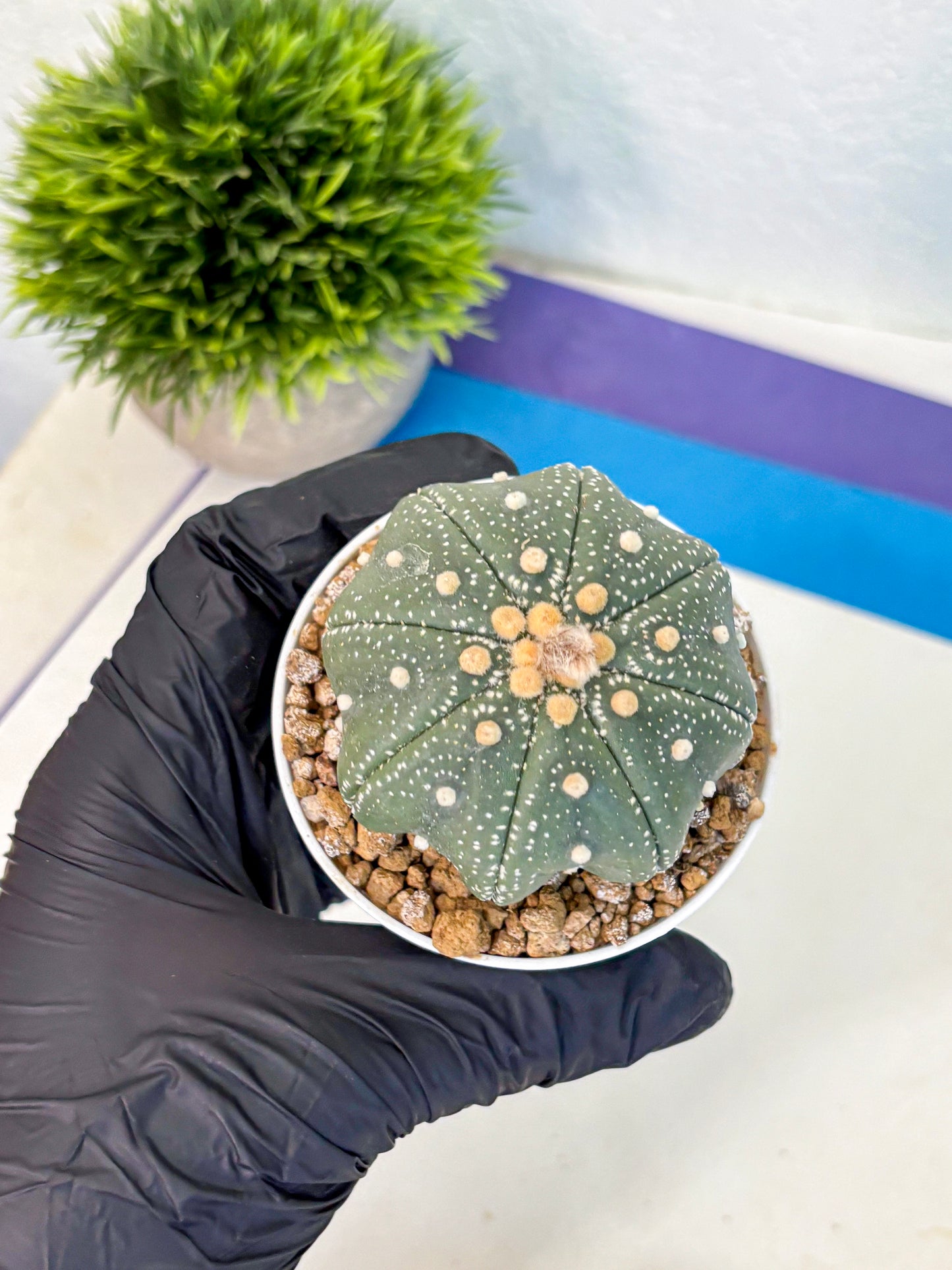 Astrophytum Super Kabuto (at1) (17) | Collection Plant | Rare Cactus
