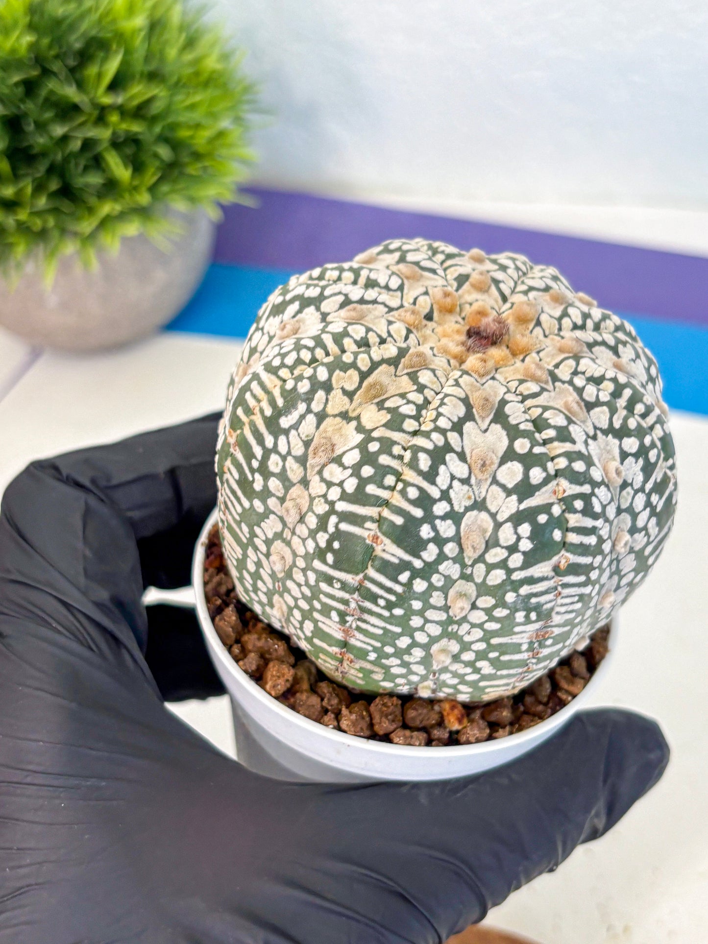 Astrophytum V Type (at4) (17) | Star Cactus