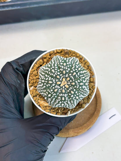 Astrophytum Star Shape (at3) (g1) | Very Rare Cactus