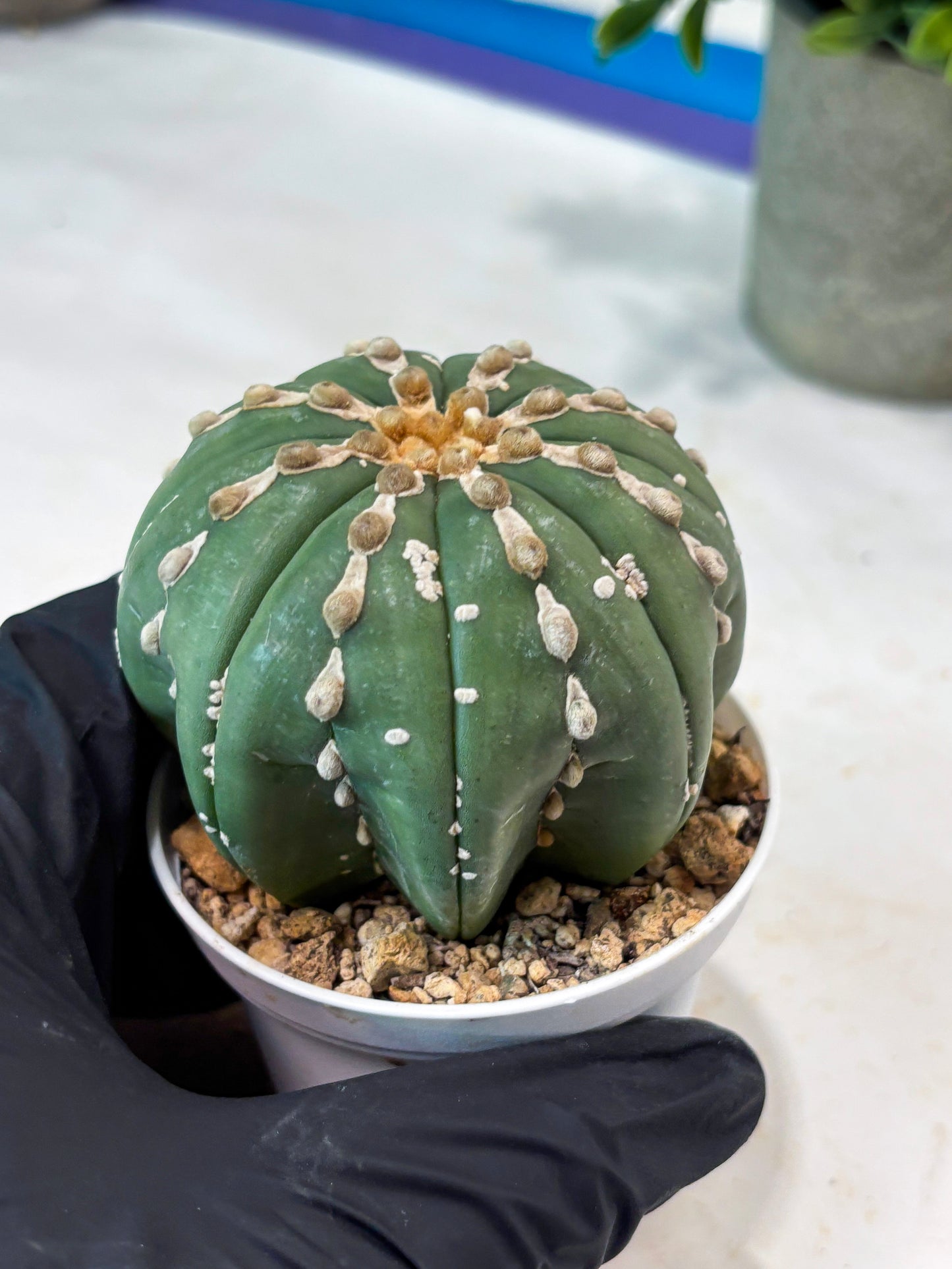 Astrophytum V-Type Nutum (T9) (r3) | Las Vegas Plant Shop
