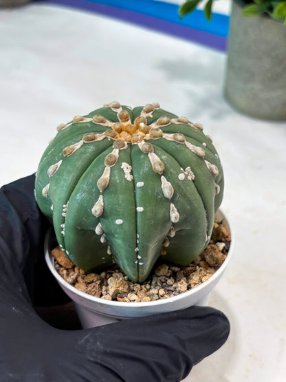 Astrophytum V-Type Nutum (T9) (r3) | Las Vegas Plant Shop