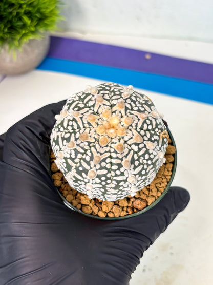 Astrophytum V-Type (at6) (b1) | Rare Star Cactus
