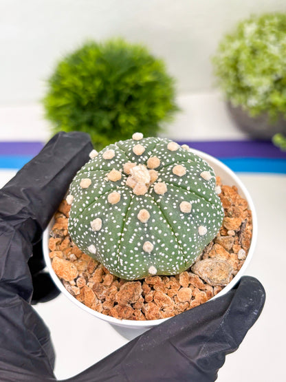Astrophytum Super Kabuto (t12) (r5) | 3" Pot