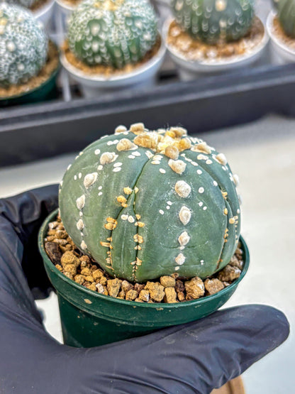 Astrophytum 5-Ribs (at7) (r4) | Living Rocks