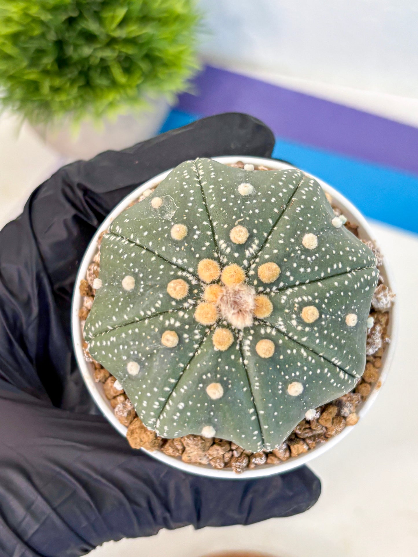 Astrophytum Super Kabuto (at1) (17) | Collection Plant | Rare Cactus