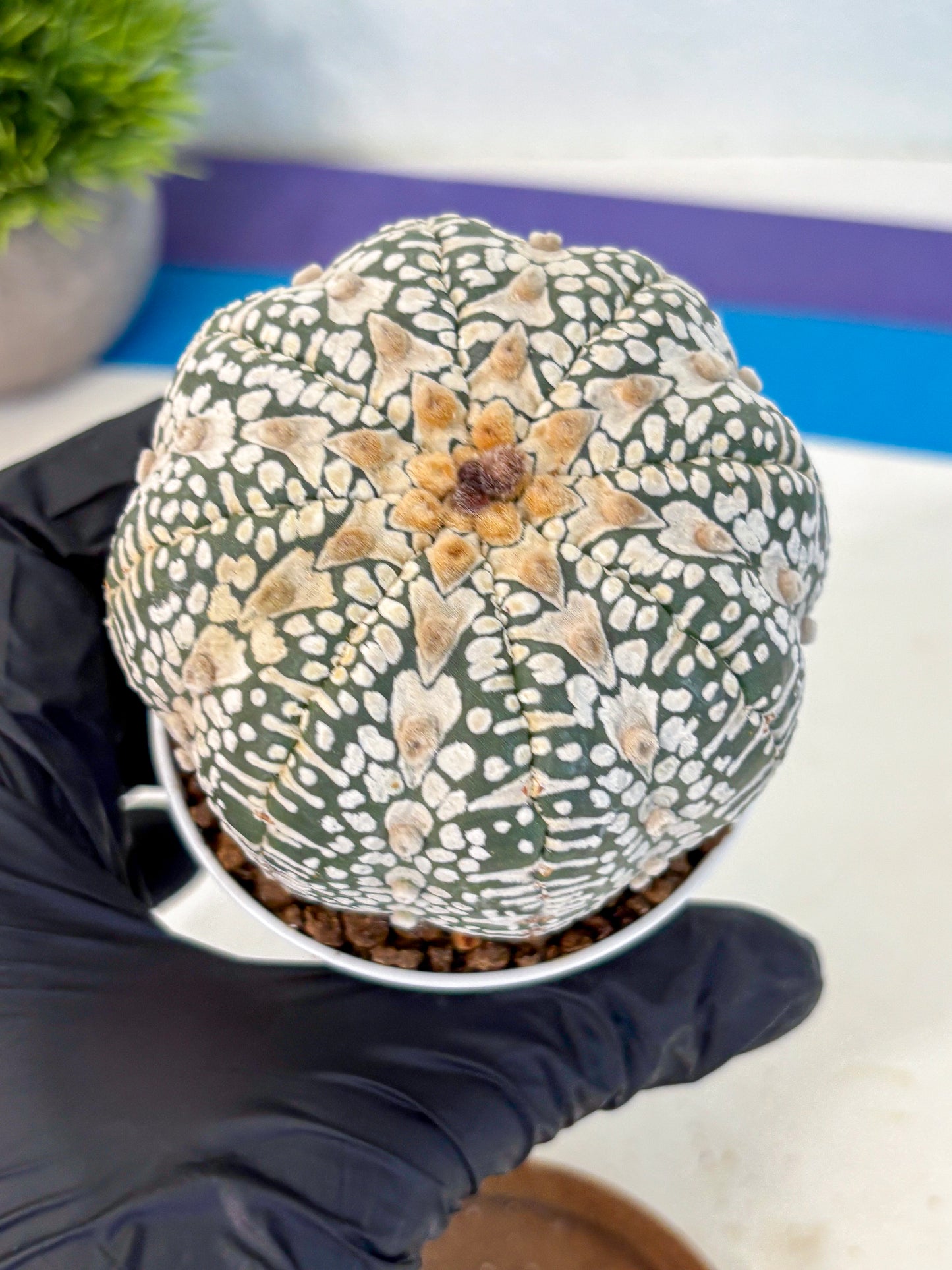 Astrophytum V Type (at4) (17) | Star Cactus