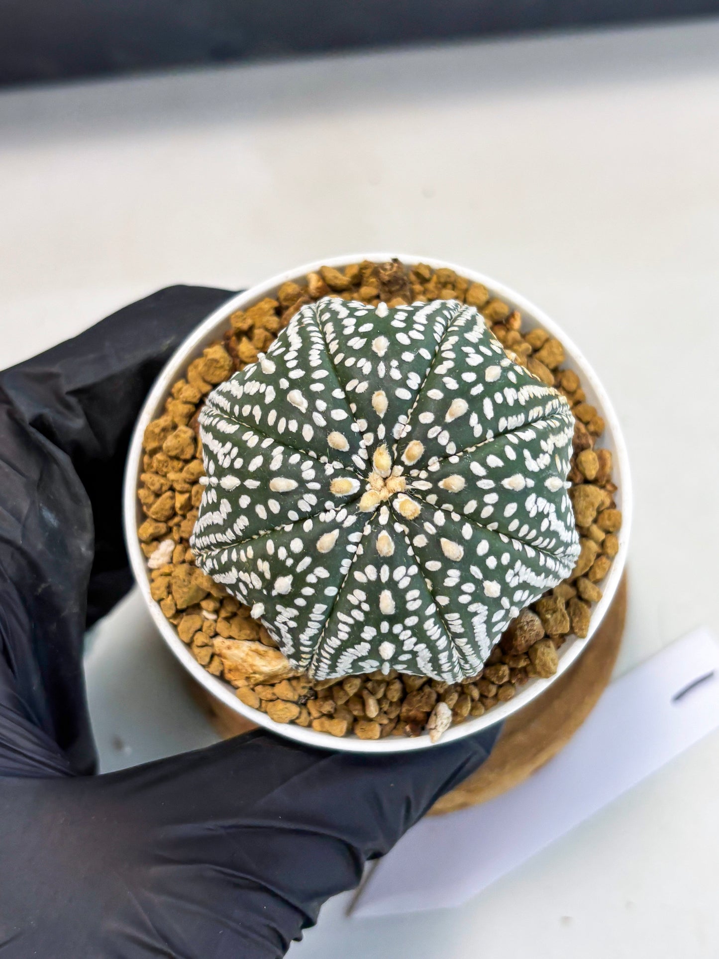 Astrophytum Star Shape (at3) (g1) | Very Rare Cactus