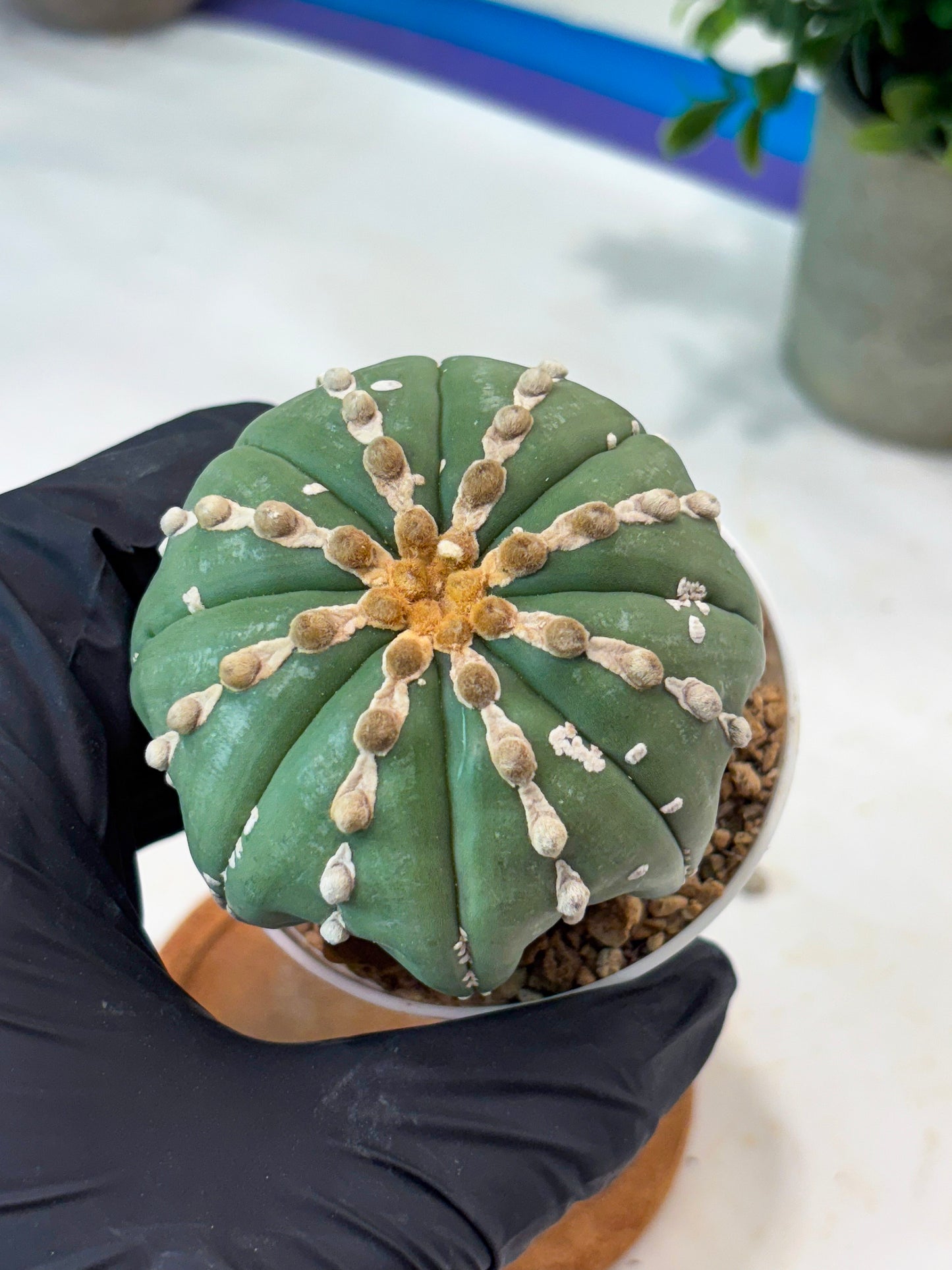 Astrophytum V-Type Nutum (T9) (r3) | Las Vegas Plant Shop