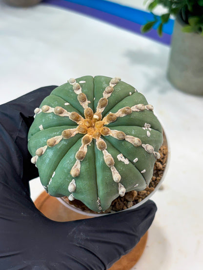 Astrophytum V-Type Nutum (T9) (r3) | Las Vegas Plant Shop