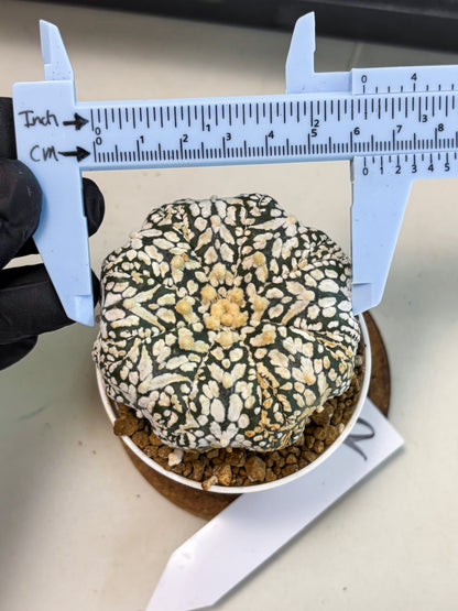 Astrophytum V-Type (at6) (b2) | Rare Star Cactus