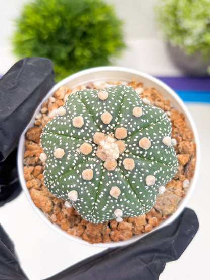 Astrophytum Super Kabuto (t12) (r5) | 3" Pot