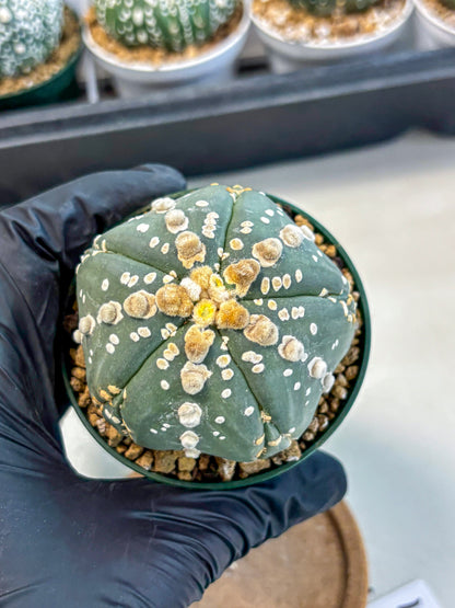 Astrophytum 5-Ribs (at7) (r4) | Living Rocks