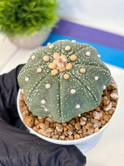 Astrophytum Super Kabuto (at1) (17) | Collection Plant | Rare Cactus