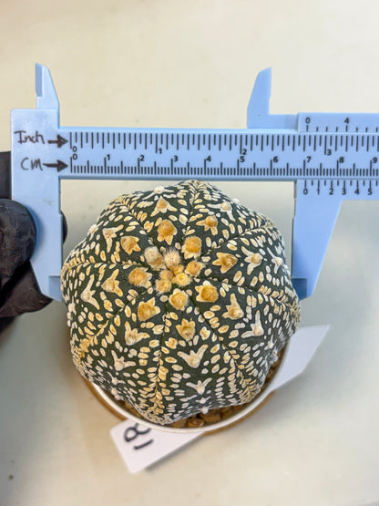 Astrophytum V Type (at4) (18) | Star Cactus