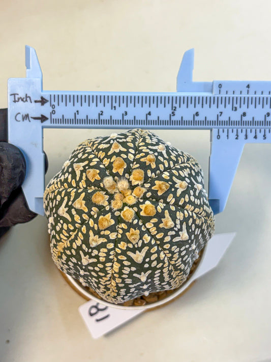 Astrophytum V Type (at4) (18) | Star Cactus
