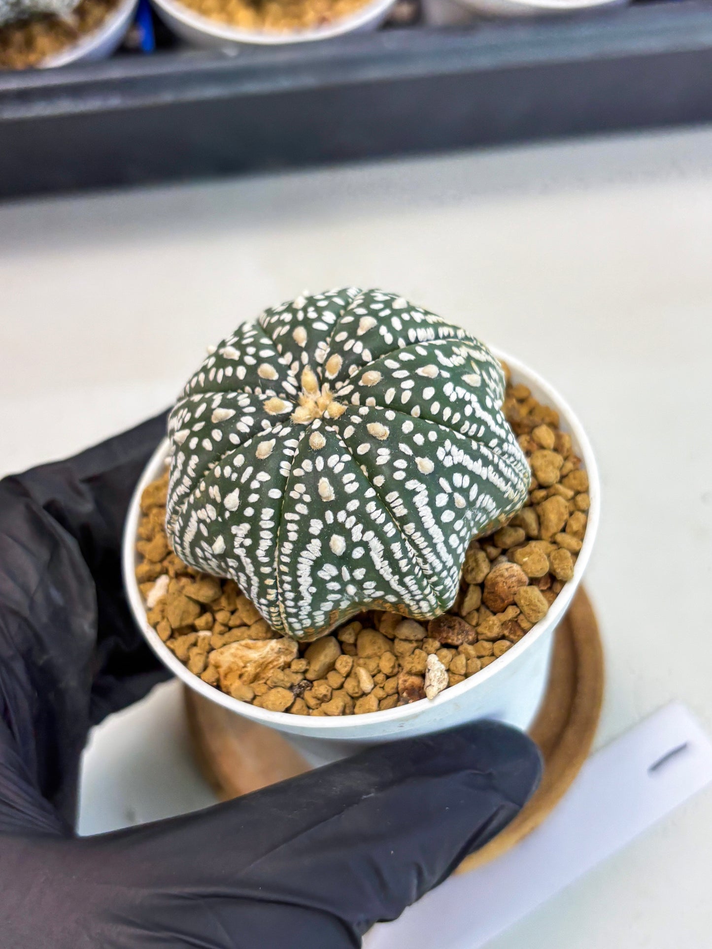 Astrophytum Star Shape (at3) (g1) | Very Rare Cactus